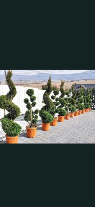 plante ornamentale