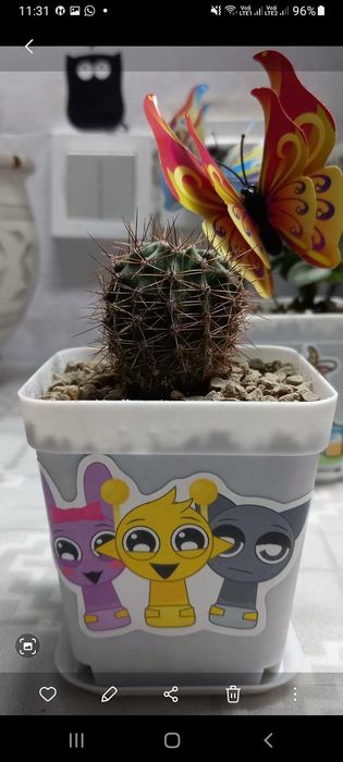 Цветы комнатные-подарок.