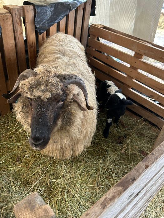 Vand 11oi si 3 miele