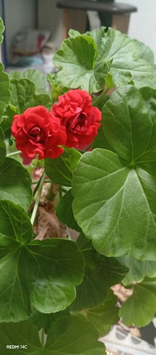 Продам комнатный цветок пеларгония.