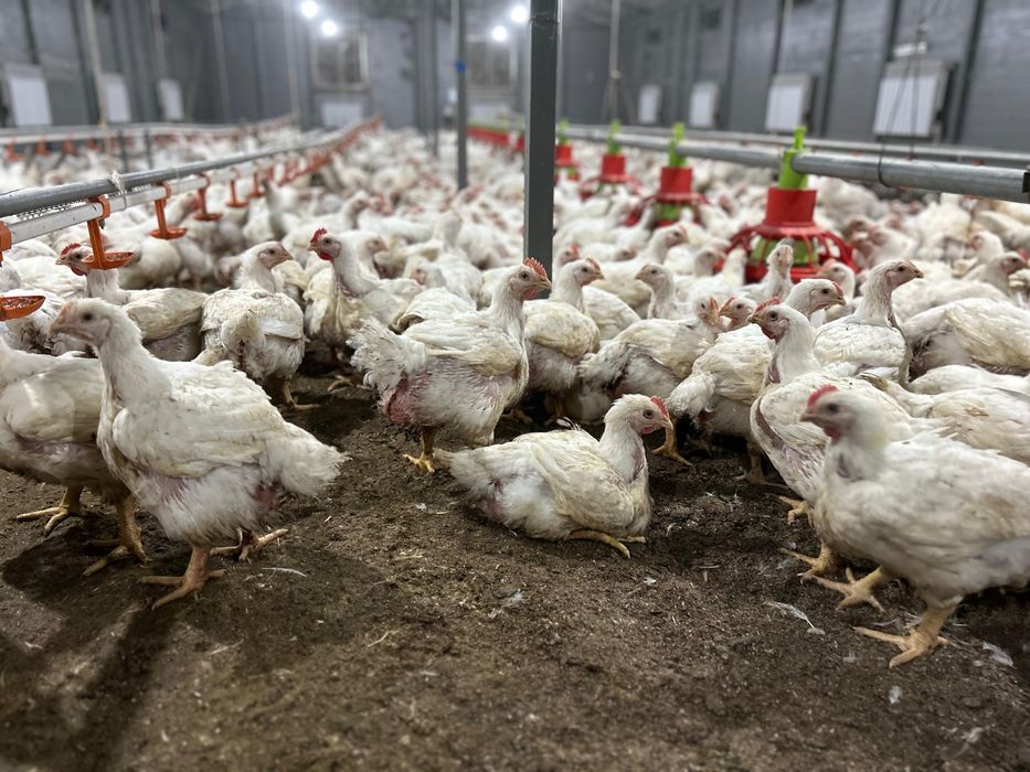Бройлеры живым весом