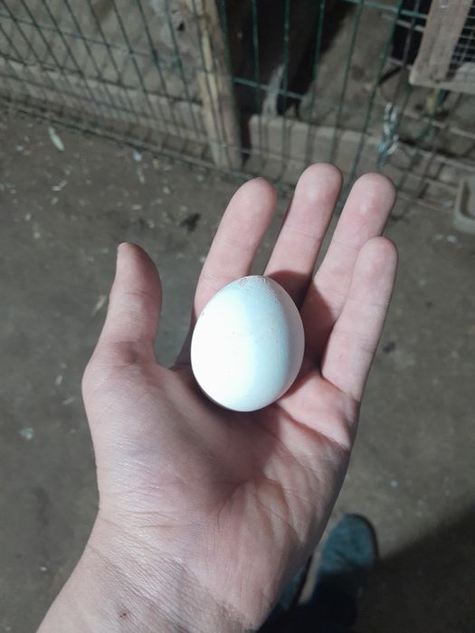 Сотилади тухумда