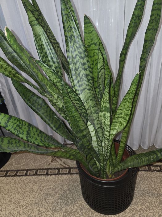 Limba Soacrei- Sansevieria