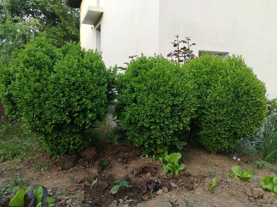 Различни чемшири за красиви градини