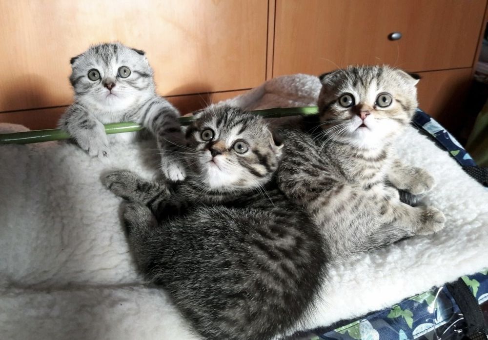 Скоттиш Страйт Котята