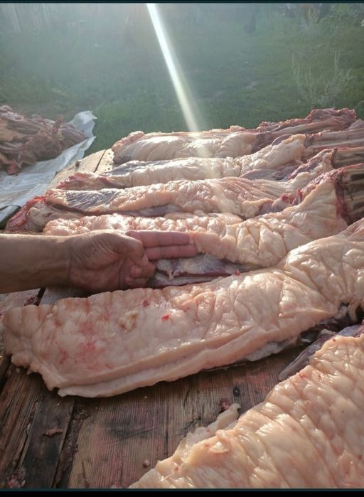 Соғым,  жылкы ет, согым, жылқы еті