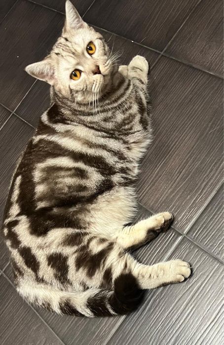 Отдам в добрые руки