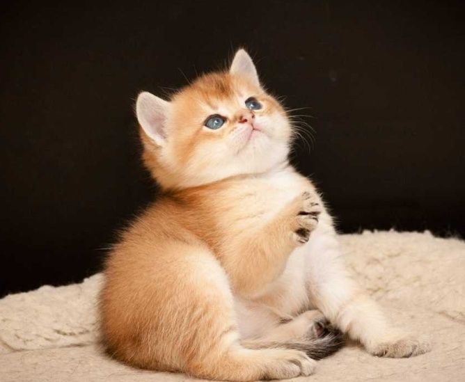 Золотые Шиншиллы Лисички