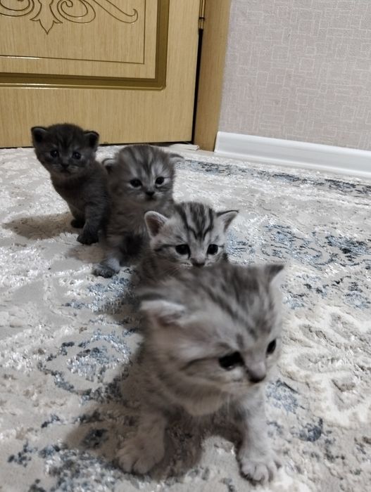 Шотландские вислоухие