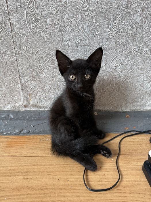 Отдам котят бесплатно