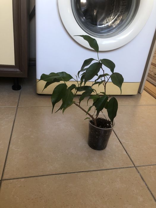 Продам фикус Бенджамина