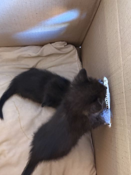 Отдадим котят бесплатно