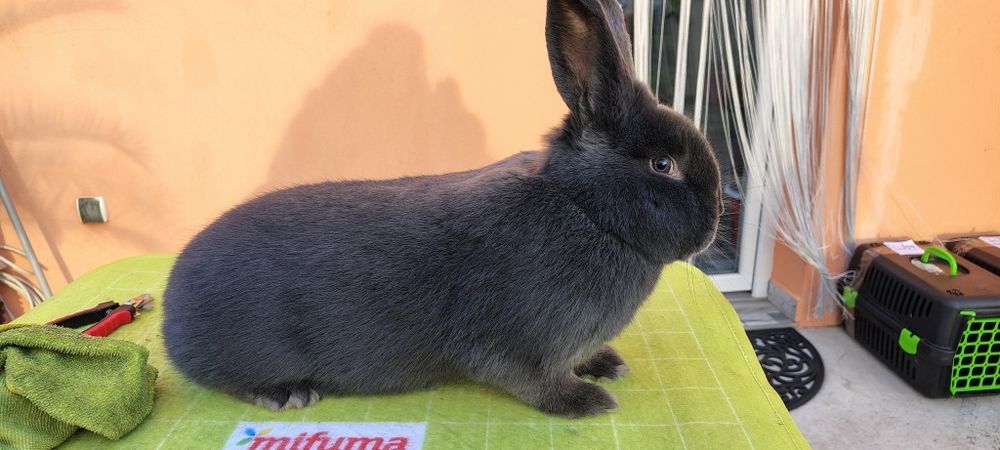 Vienez Albastru  iepure