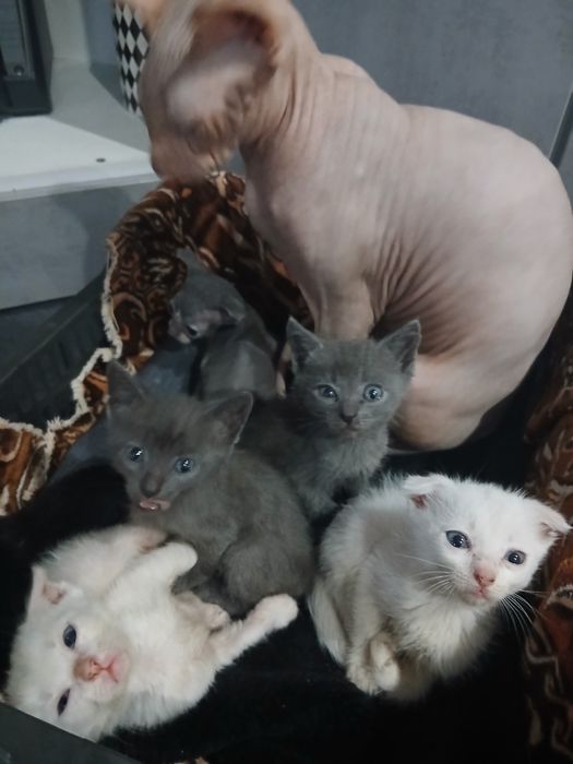 Отдам котят в хорошие руки