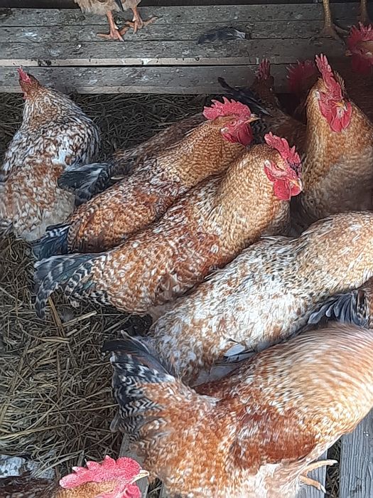 cocoși tineri crescuți la curte schimb cu cereale