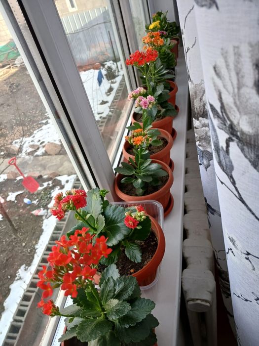 Срочно продам много цветов