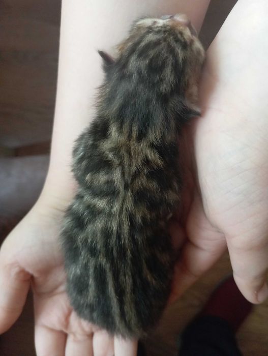 Бенгальские котята
