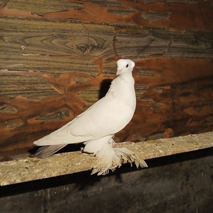 Прадам галубеи разных парод