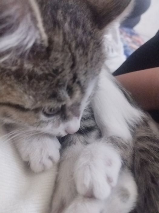 Котенок отдам в добрые руки