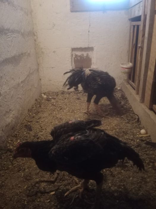 Куры.  Даканы ...