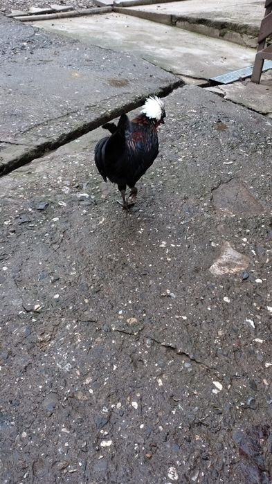 Cocoș  Moțată Olandeză