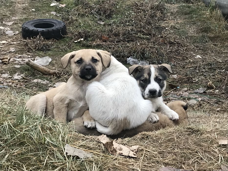 Щинята в добрые руки!