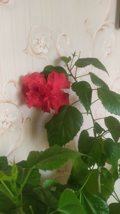 Продам китайскую  розу