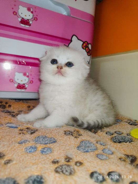 продам девочку скоттиш фолд серебристая шиншилла