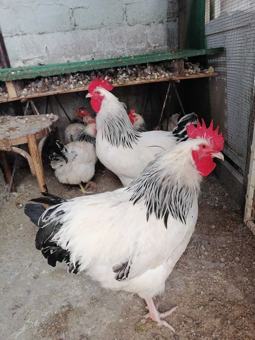 Ouă pentru incubat din rasa Sussex HD