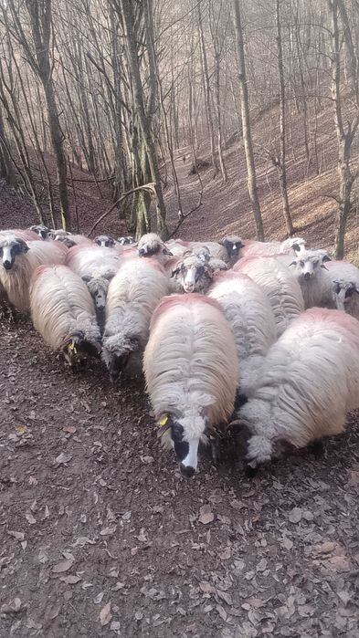 Vând oi 800 leibucata