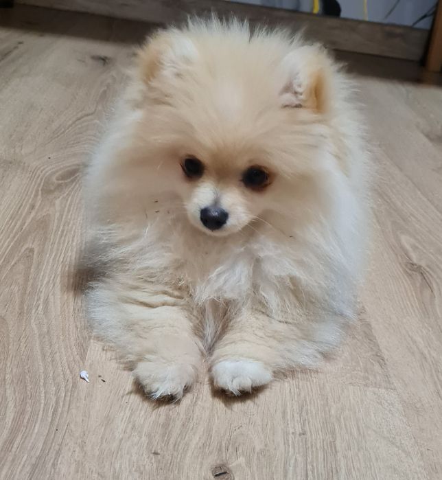 Бебе куче померан