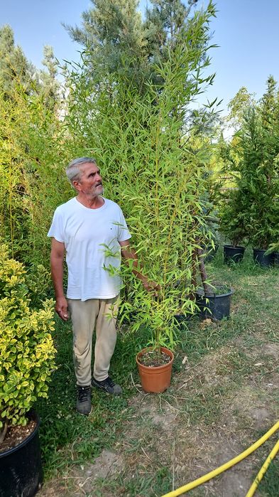 Copaci ornamentali mesteacan betula pendula