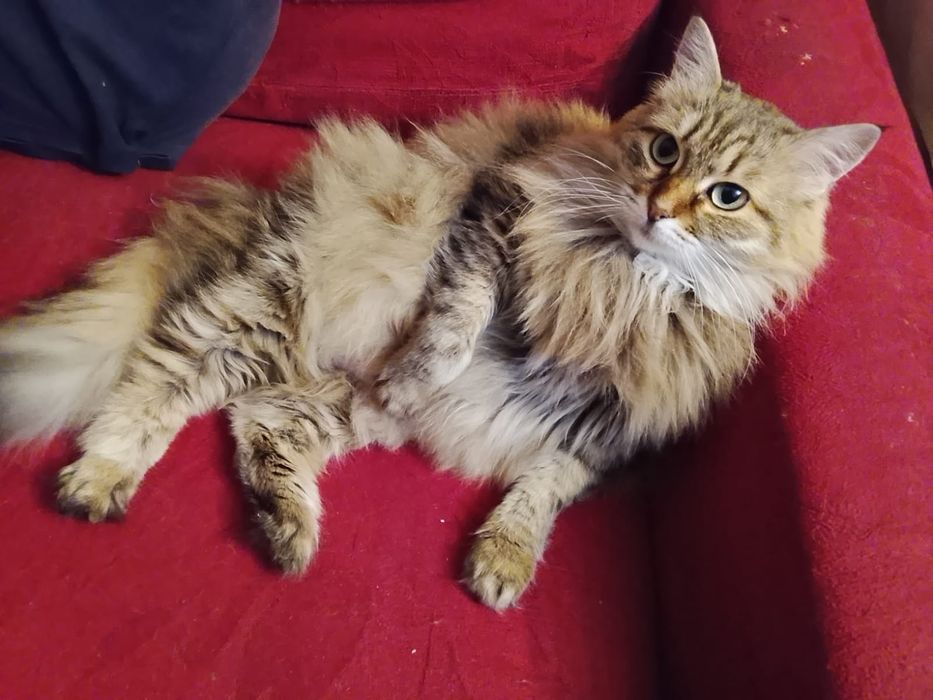 Срочно! Отдам кошку в добрые руки, в связи с переездом