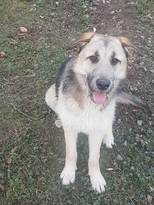 Donez pui de ciobănesc german