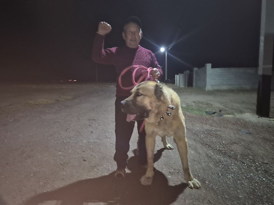 Продаётся супер тяж огромный кобель