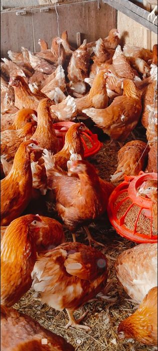 Курочки молодки Ломан браун