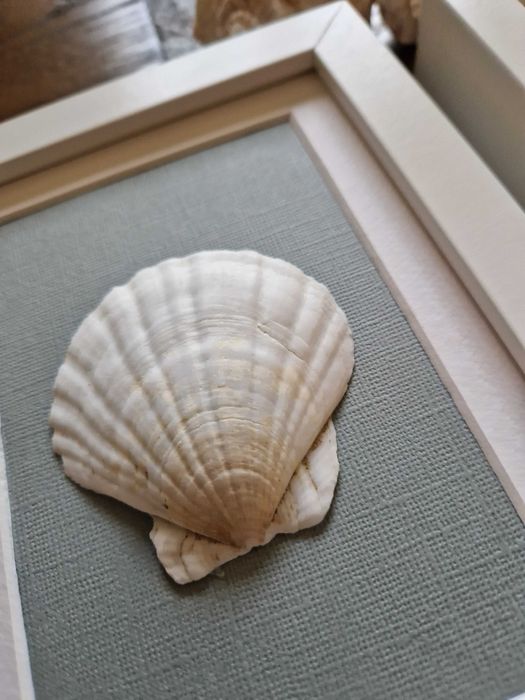 Tablouri unicat cochilii scoici pentru baie, hol, camera copil etc