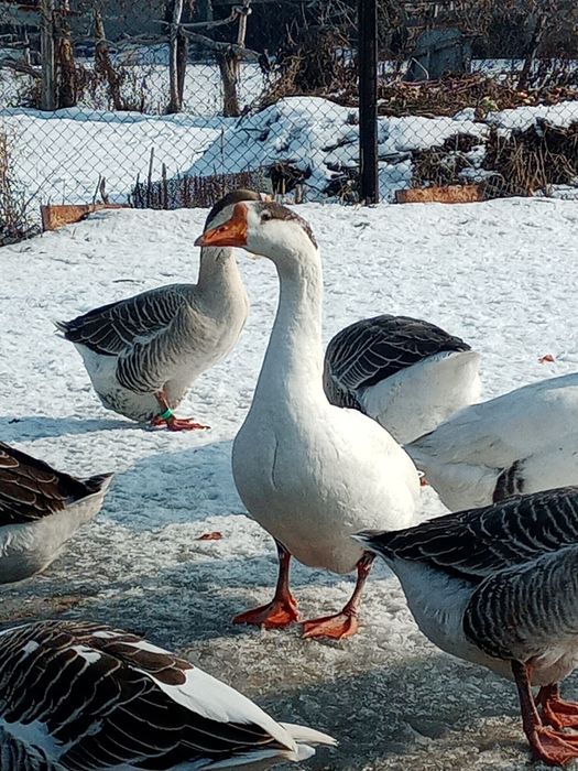 Продам молодых гусей