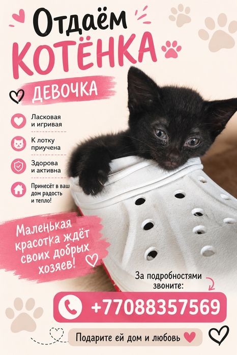 Отдам котят бесплатно