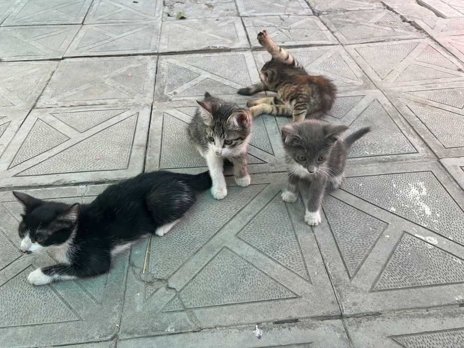 Котята даром в добрые руки