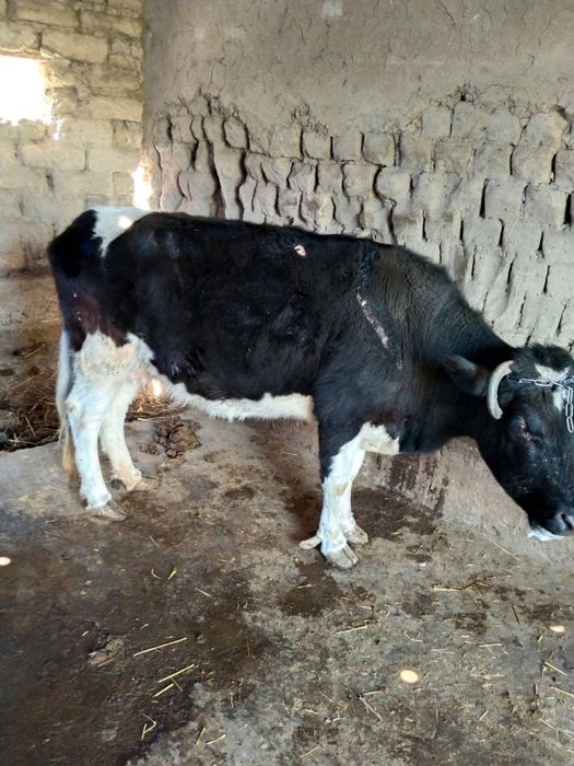 Qisir sigir sotiladi