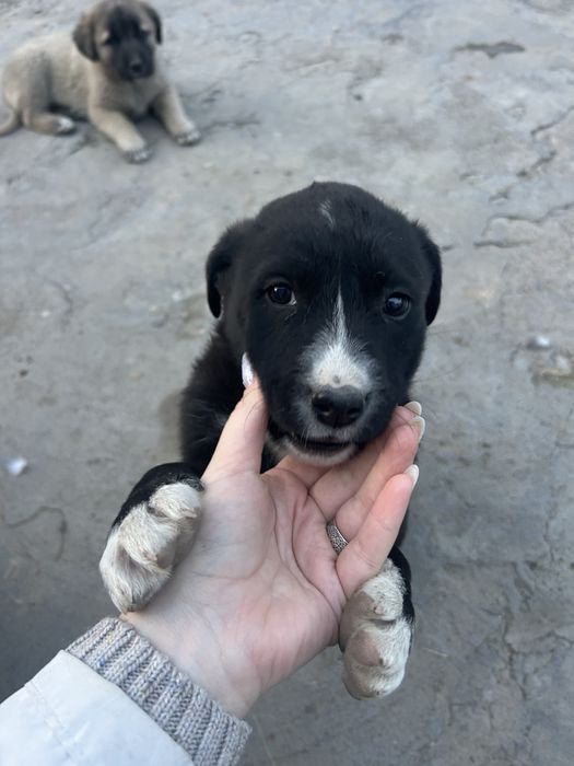 Щенки, смесь Алабая