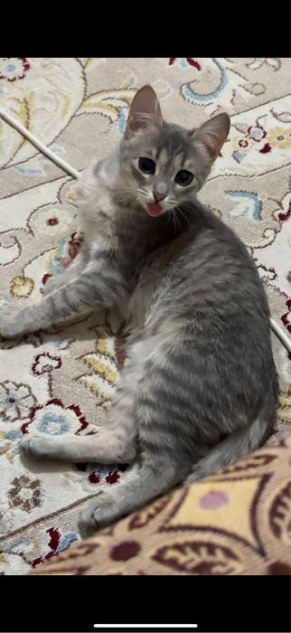 Отдам котёнка, девочку