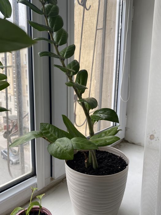 Комнатные цветы ,растения