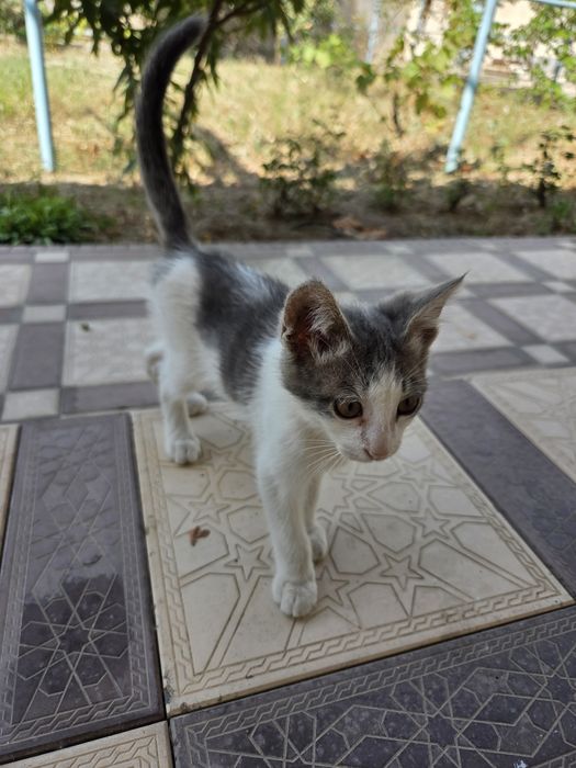 7 котят и 1 мама