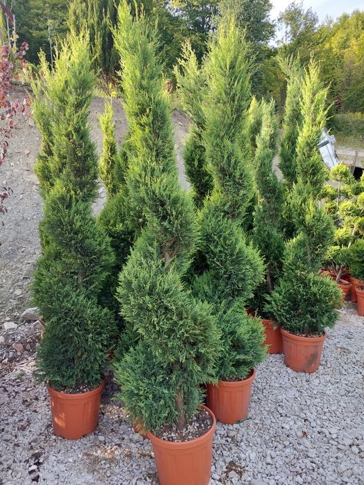 Plante ornamentale pentru gradina