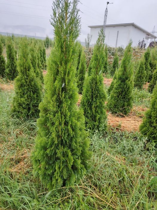 Туя смаракт, Брабант