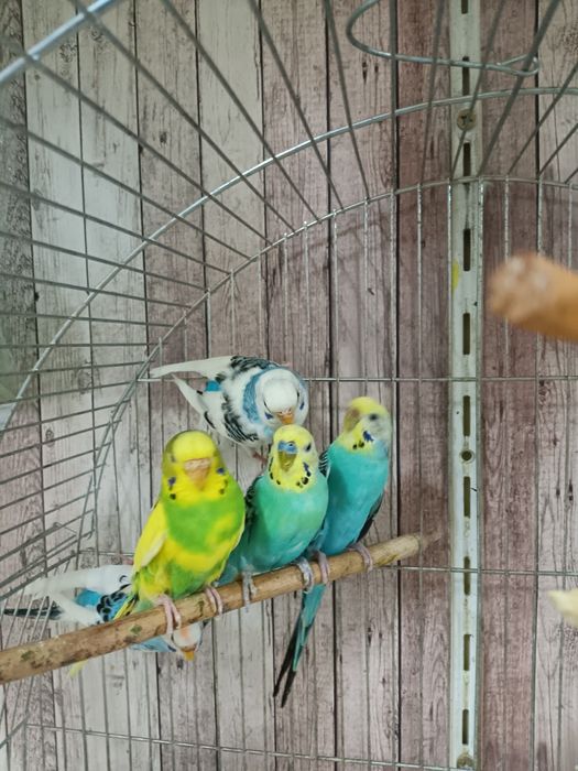 Продавам вълнисти папагали