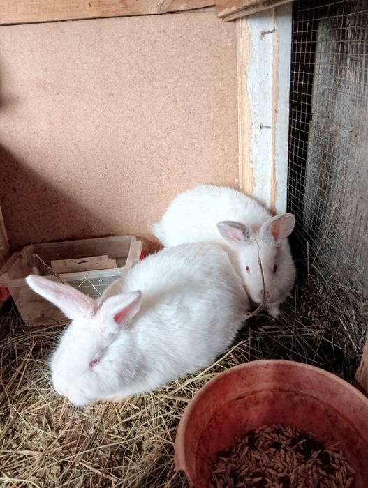 Продам крольчат трёх месячных