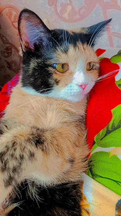 Хэппи ищет дом. Ответственные руки.